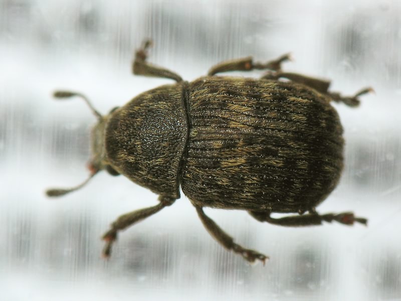 Anthribus nebulosus Förster, 1771